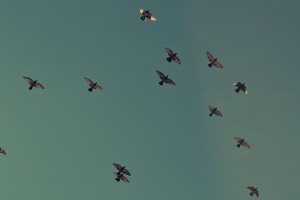 image-13-normal